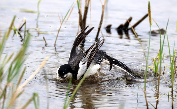 할미새의 요란한 목욕