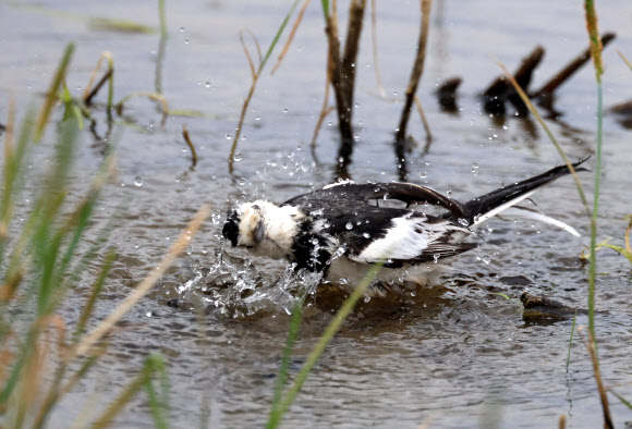 덥다 더워…목욕하는 할미새
