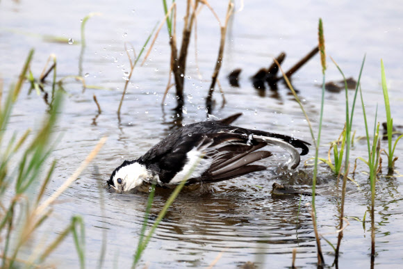 할미새의 요란한 목욕