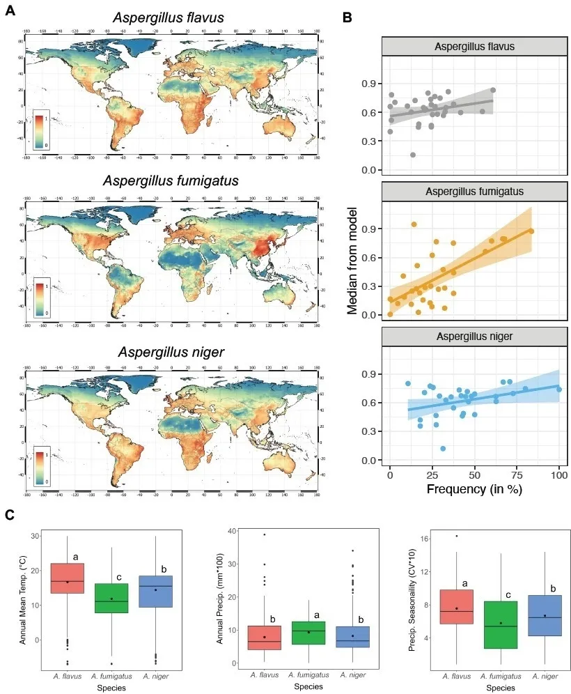 2025년 5월 2일(현지시간) 영국 맨체스터대 소속 노르만 판레인, 리버풀 열대의학대학원 소속 크리스토퍼 유젤, 영국 생태수문학센터(UKCEH) 소속 제니퍼 셸턴 등 박사후 연구원 3명이 인터넷에 공개한 아스페르길루스 균류의 지리적 이동 예상 논문 초안에 실린 지도와 그래프. 리서치스퀘어 공개 프리프린트 캡처
