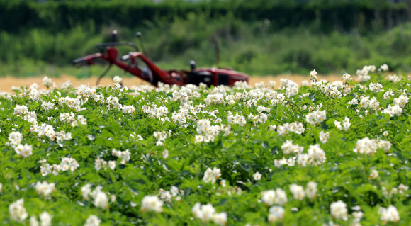 26일 강원 강릉시 죽헌동 일원에 감자꽃이 활짝 펴 눈길을 끌고 있다. 2025.5.26 연합뉴스