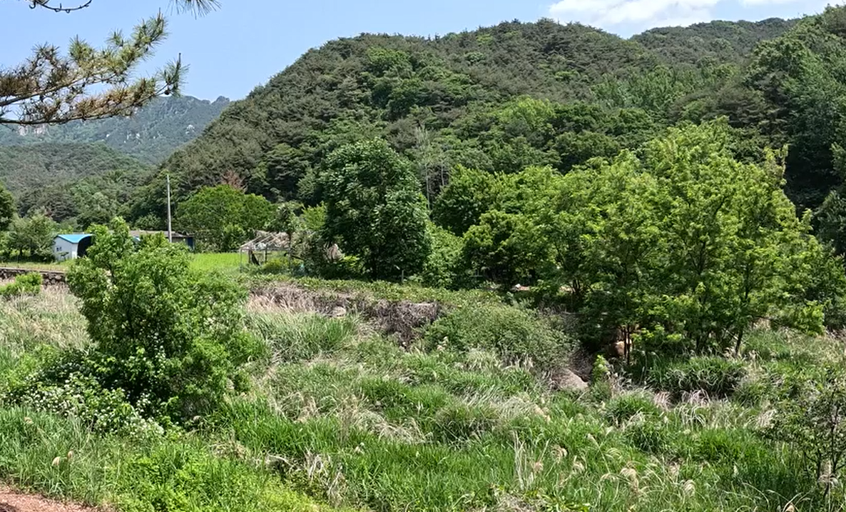 경남 창녕군 화왕산  옥천계곡 관수리 방사 예정지/ 부산시 제공