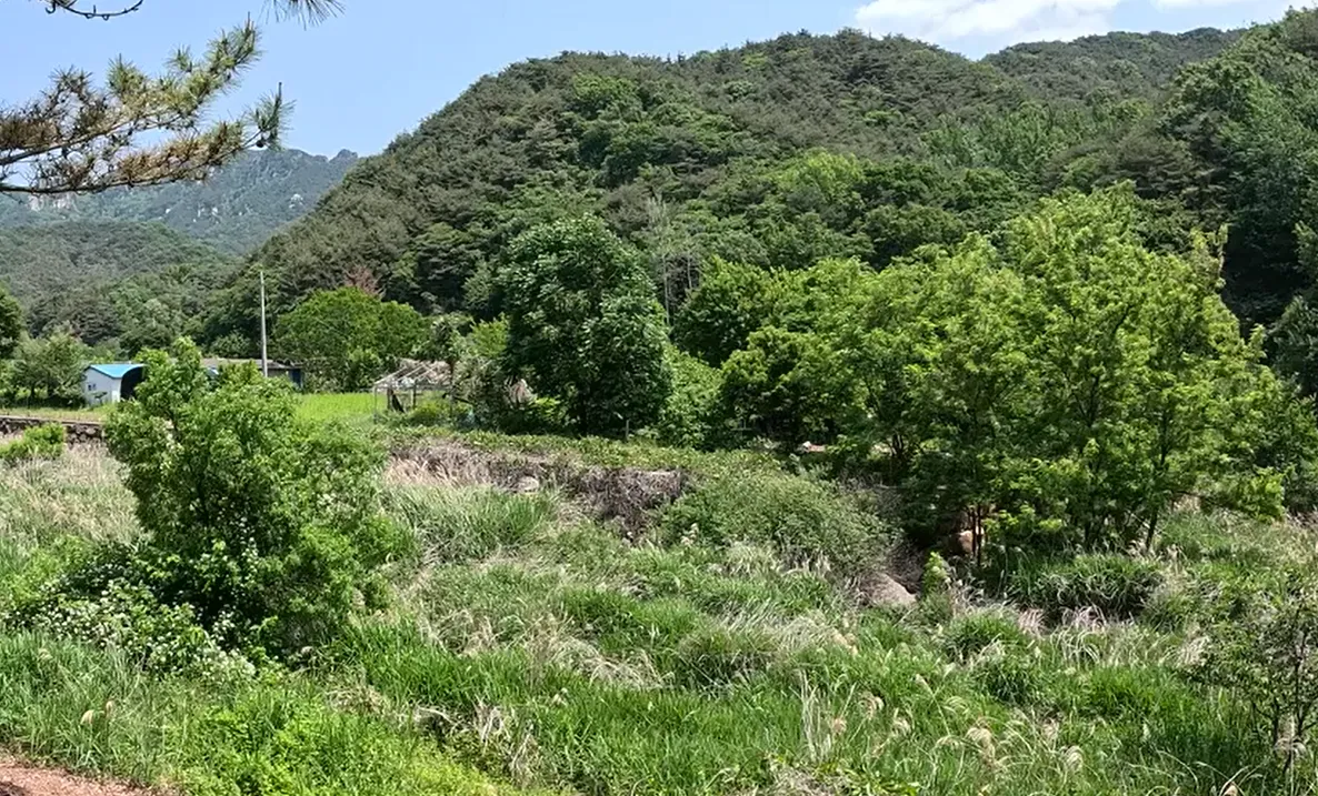 경남 창녕군 화왕산  옥천계곡 관수리 방사 예정지/ 부산시 제공