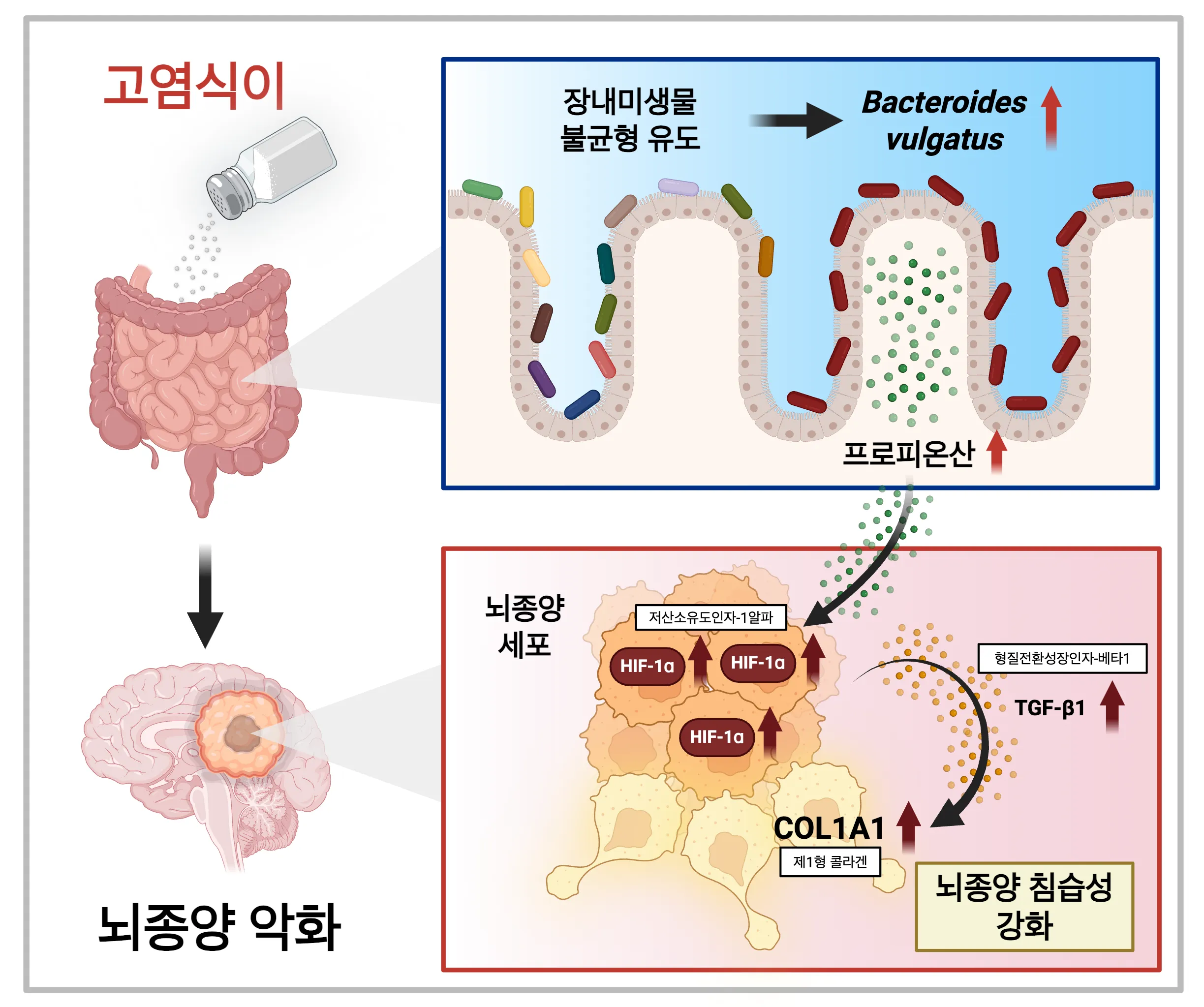 짠 음식이 장내 미생물 환경을 바꿔 최악성 뇌종양인 교모세포종 진행을 유도하는 메커니즘

카이스트 제공
