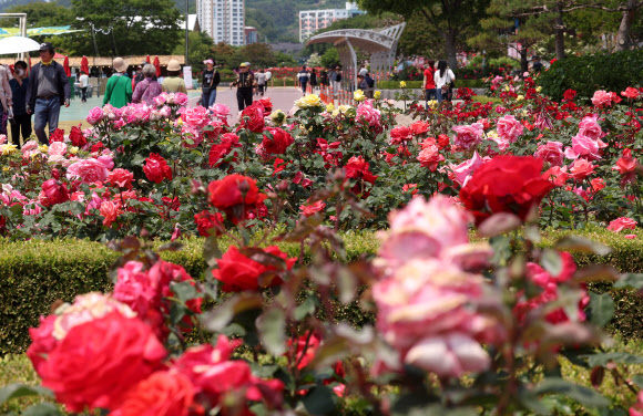 30일 강원 삼척시 장미공원 일원에서 진행 중인 2025 삼척 장미축제를 찾은 관광객과 시민들이 맑은 날씨 속에서 계절을 즐기고 있다. 2025.5.30  연합뉴스