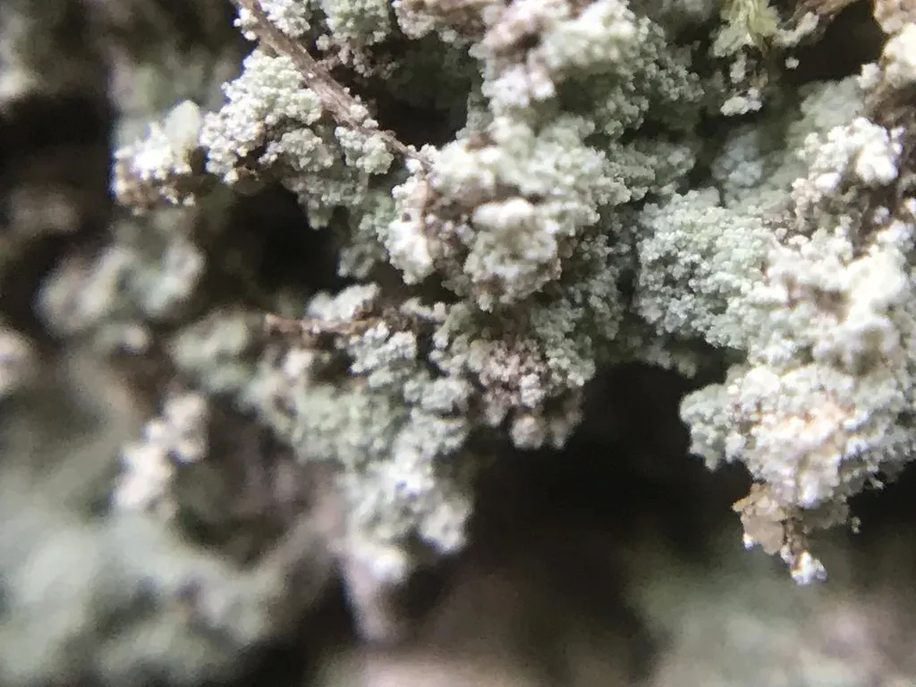 지의류의 일종인 Cladonia. Picturethis