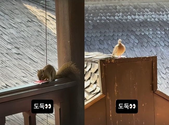 배우 고윤정이 포상 휴가 중에 ‘뜻밖의 도둑’을 만났다. 고윤정 인스타그램 캡처