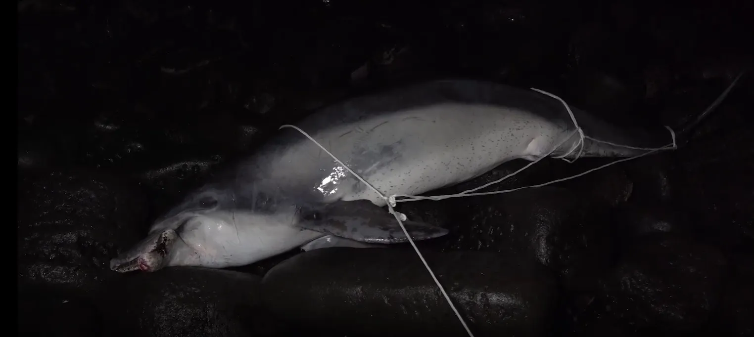 제주도 서귀포시 중문 성천포구 앞바다에 떠밀려온 제주남방큰돌고래 구강암 턱이의 사체. 제주대학교 고래·해양생물보전연구센터·다큐제주 제공