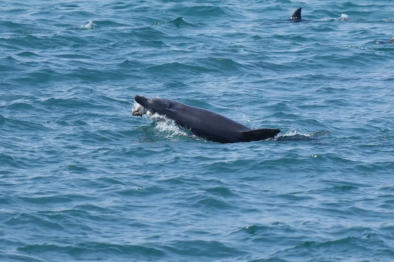 ‘지난 2일 중문 앞바다에서 사체로 발견되기 전 제주남방큰돌고래 ‘턱이’ 활동 모습. 제주대학교 고래 해양생물보전연구센터·다큐제주 제공