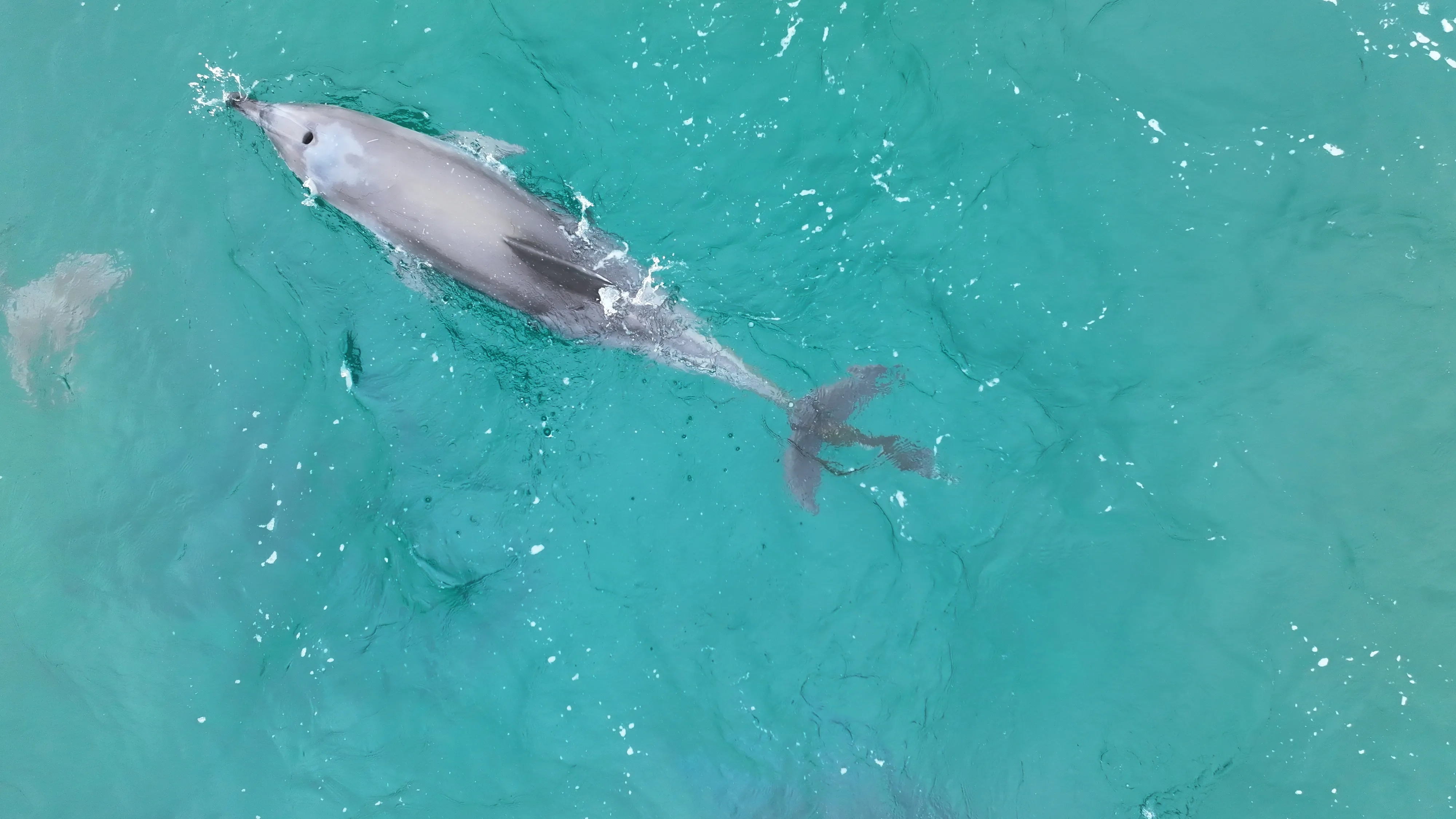 지난 3월 26일 서귀포시 안덕면 사계리 해상에서 발견된 당시의 행운의 모습. 다큐제주·제주대학교 고래·해양생물보전연구센터 제공