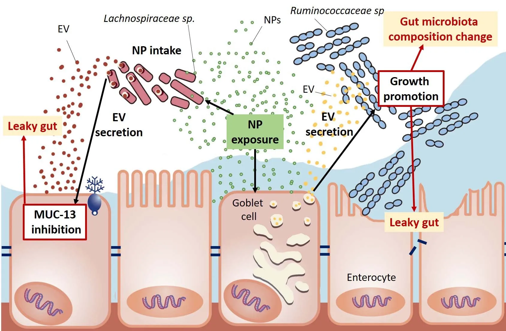 나노 플라스틱이 세포외 소포를 통해 전달되는 마이크로RNA를 매개로 장내 미생물군과 숙주 간의 상호작용을 방해하는 메커니즘

대만 국립 쳉쿵대 제공