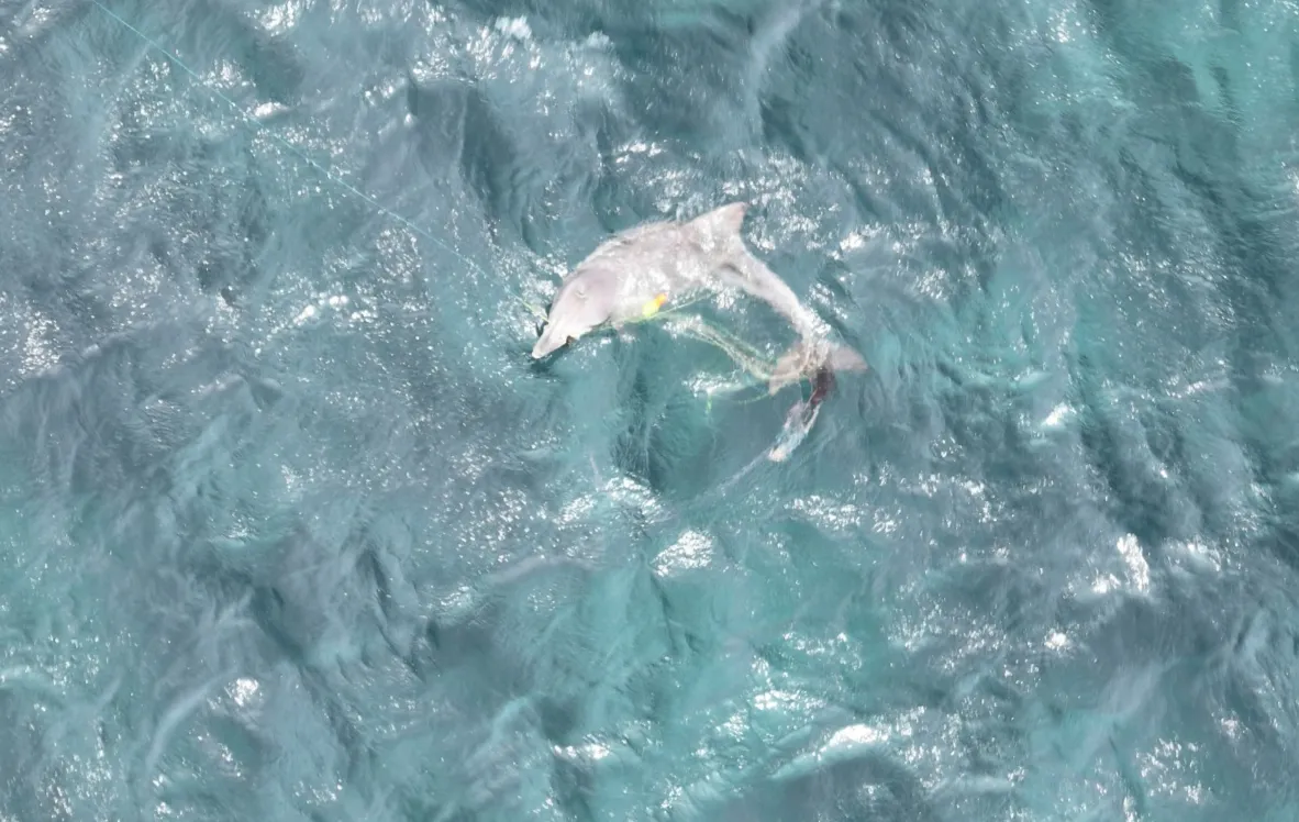 드론으로 촬영한 남방큰돌고래 종달이의 모습. 핫핑크돌핀스 제공