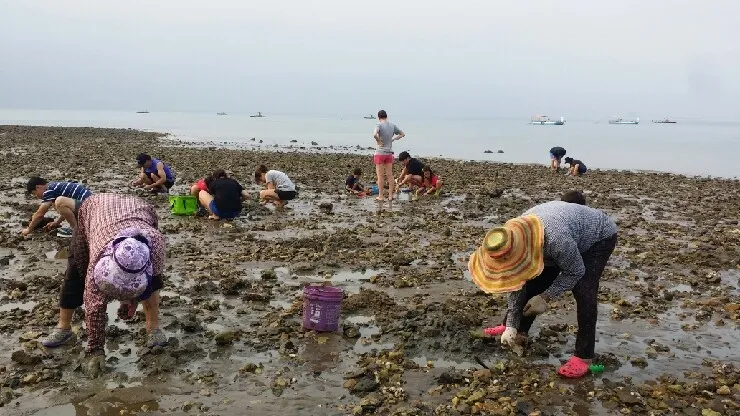 국화도 갯벌체험 (사진-대한민국 구석구석)