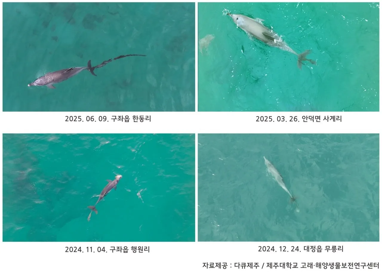 또다른 제주남방큰돌고래 행운이가 낚싯줄에 걸린 모습. 다큐제주·제주대학교 고래 해양생물보전연구센터 제공