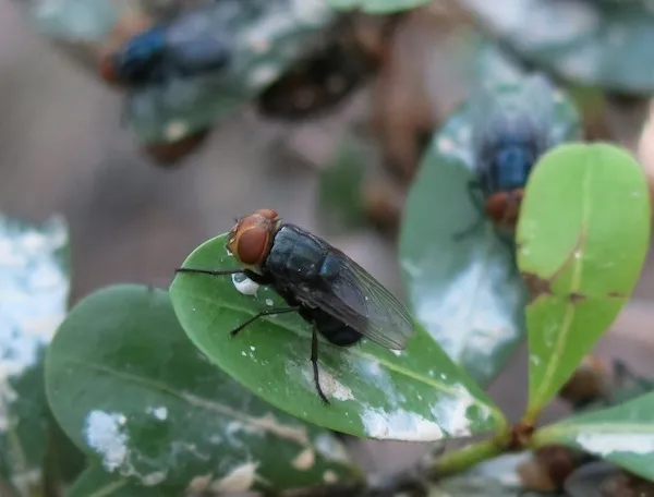 살아있는 동물의 살을 파먹는 기생파리 ‘코클리오미아 호미니보락스’(Cochliomyia hominivorax). 일명 ‘신대륙 나사벌레’ 파리라고도 불린다. 텍사스 A&M대학