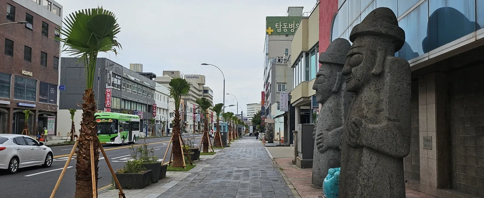 제주시가 최근 15m이상 자란 워싱턴 야자수를 뽑아내고 3m크기의 워싱턴야자수를 다시 심었다. 제주 강동삼 기자