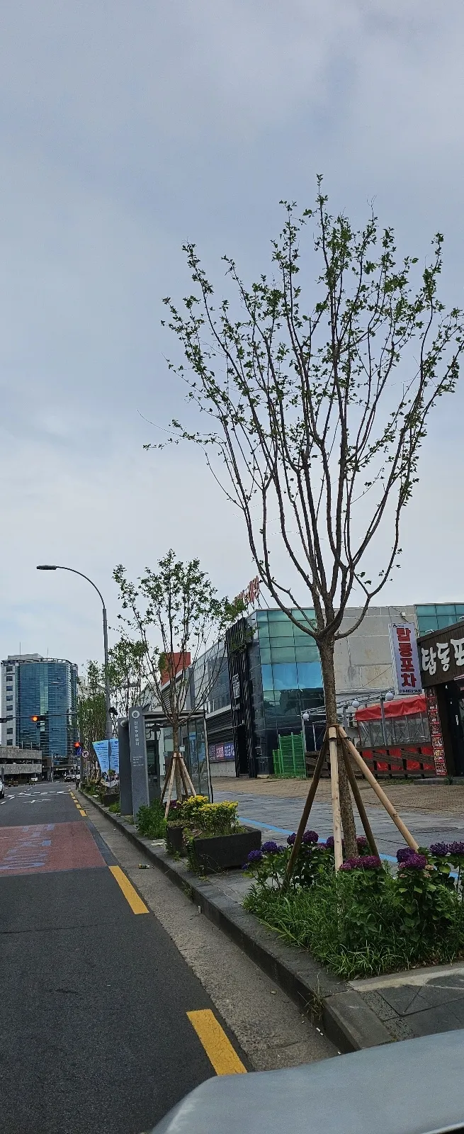 제주시는 최근 제주항으로 가는 임항로에 있던 워싱턴야자수를 제거하고 그 자리에 이팝나무 49그루를 심었다. 제주 강동삼 기자