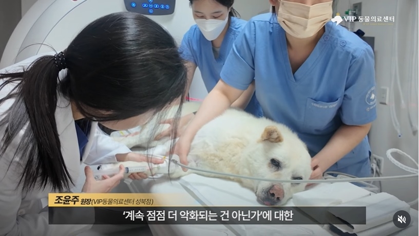 온몸에 총알 70여개가 박힌 백구 ‘귀동이’가 정밀 검사를 받고 있다. 자료 : VIP동물의료센터 인스타그램