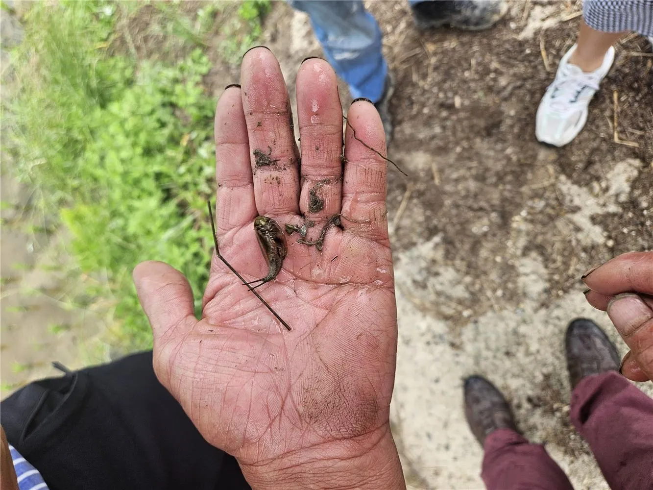 긴꼬리투구 새우