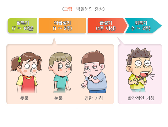 백일해 환자의 시기별 증상. 질병관리청 국가건강정보포털 갈무리.
