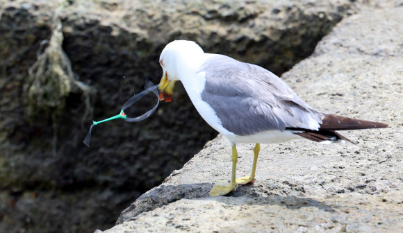29일 인천 중구 을왕리 해수욕장 선착장에서 목에 낚싯바늘이 걸린 갈매기가 발견돼 안타까움을 주고 있다. 2025.6.29  연합뉴스