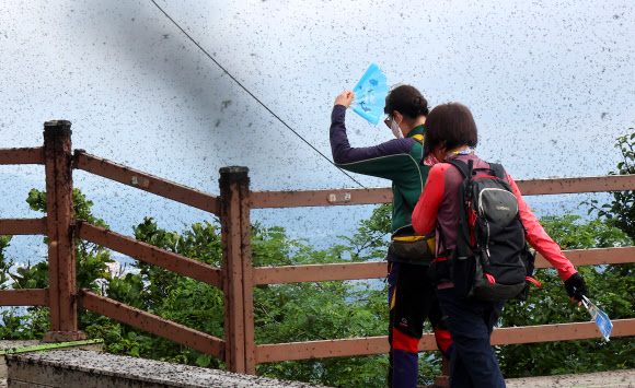30일 오전 인천 계양구 계양산 정상이 러브버그(붉은등우단털파리)들로 뒤덮여 등산객들이 불편을 겪고 있다. 2025.6.30  연합뉴스