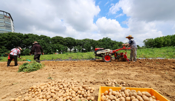 폭염 속 감자 수확하는 농민들