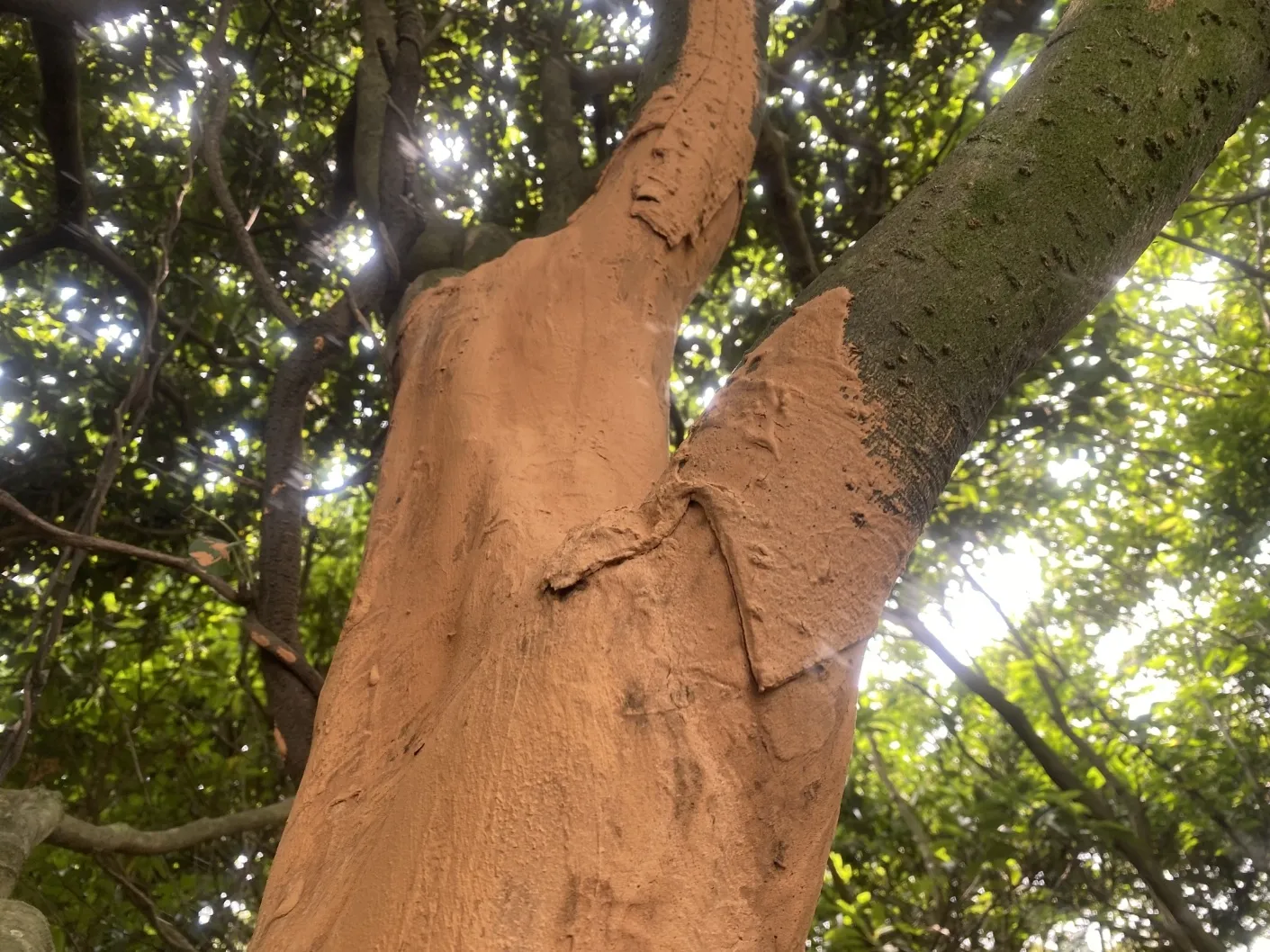 껍질이 벗겨진 후박나무에 응급처치를 위해 황토를 바른 모습. 제주자연의벗 제공