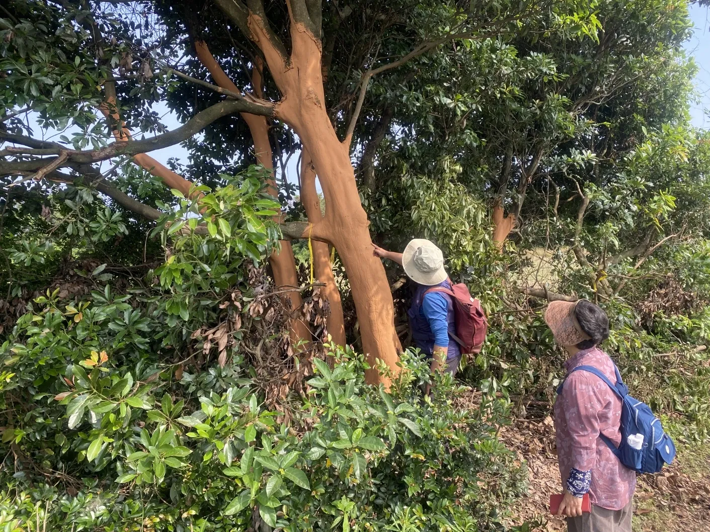 후박나무에 황토를 발라 처방한 모습. 제주자연의벗 제공