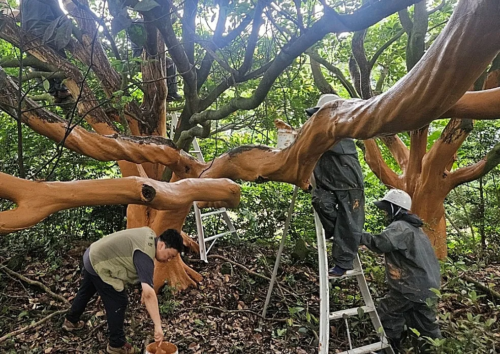 서귀포시에서 껍질이 벗겨진 후박나무에 황토를 바르며 응급치료하고 있다. 서귀포시 제공