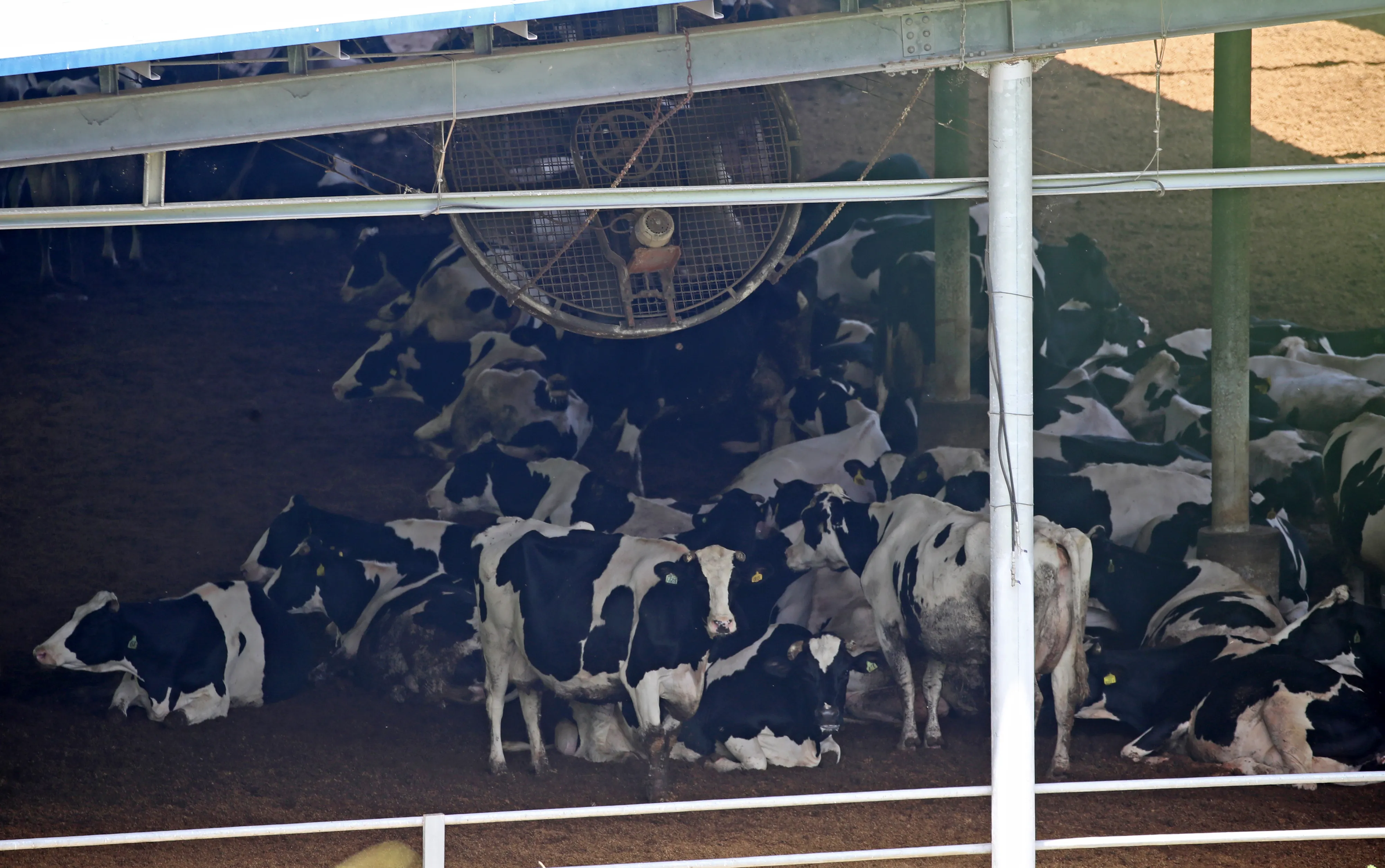 ‘덥소’  전국적으로 무더위가 기승을 부린 2일 경남 함안군 법수면 한 축사에서 젖소들이 대형 선풍기 바람을 쐬며 더위를 식히고 있다.  뉴스1