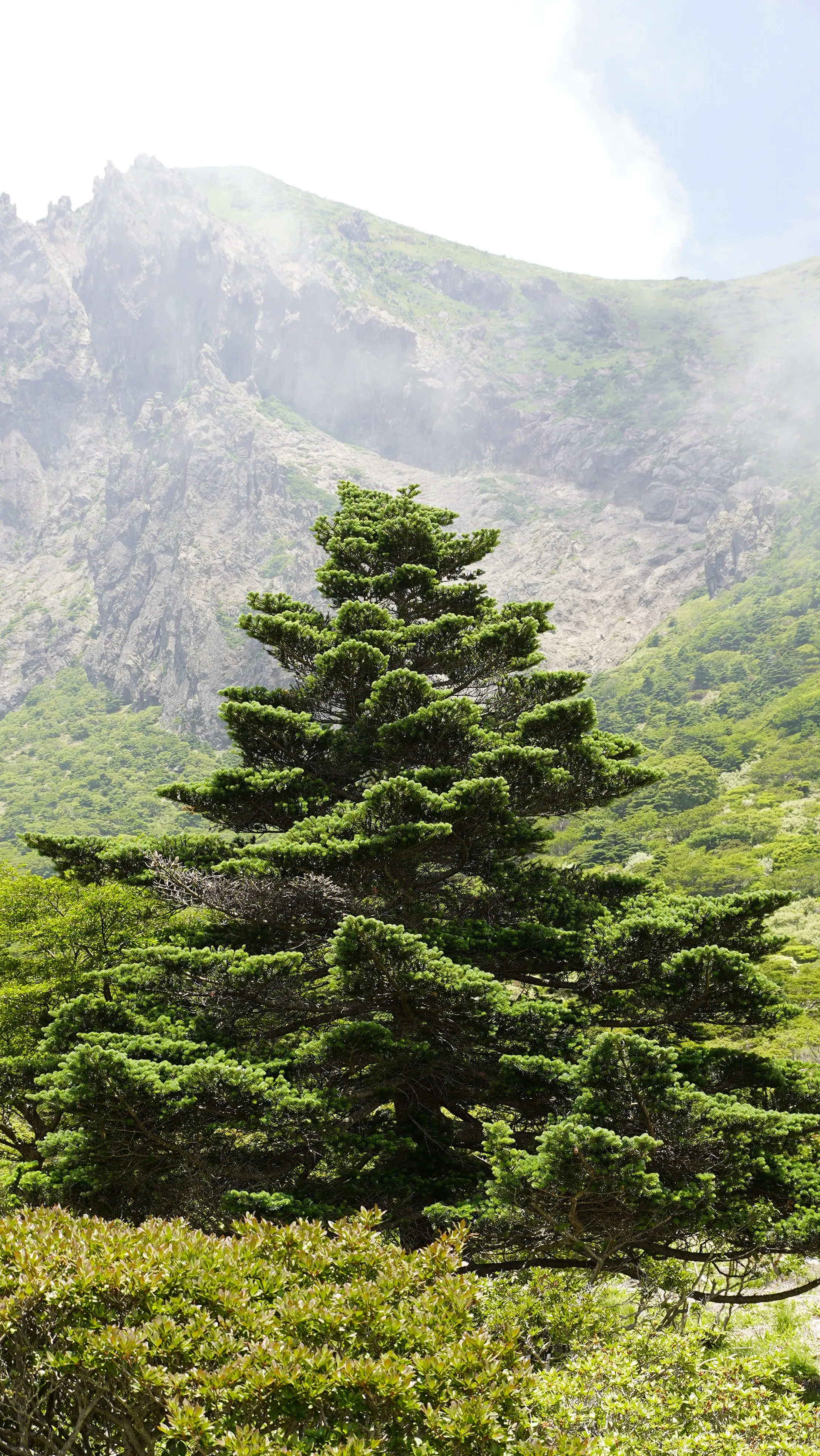 한라산 남벽분기점 돈내코 코스 해발 1600m에 자라고 있는 한라산 구상나무 대표목. 제주도세계유산본부 제공