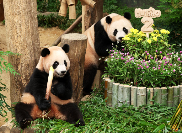 생일 케이크 받은 쌍둥이 판다