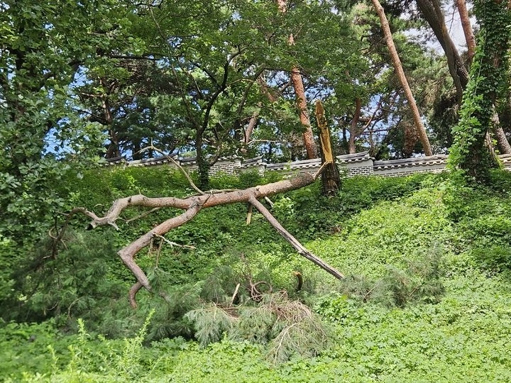 홍릉과 유릉의 나무가 쓰러진 모습.
국가유산청 제공