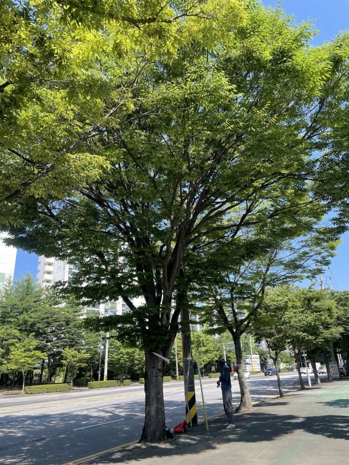 가로수 위험성 평가가 진행된 지봉로 구간 느티나무