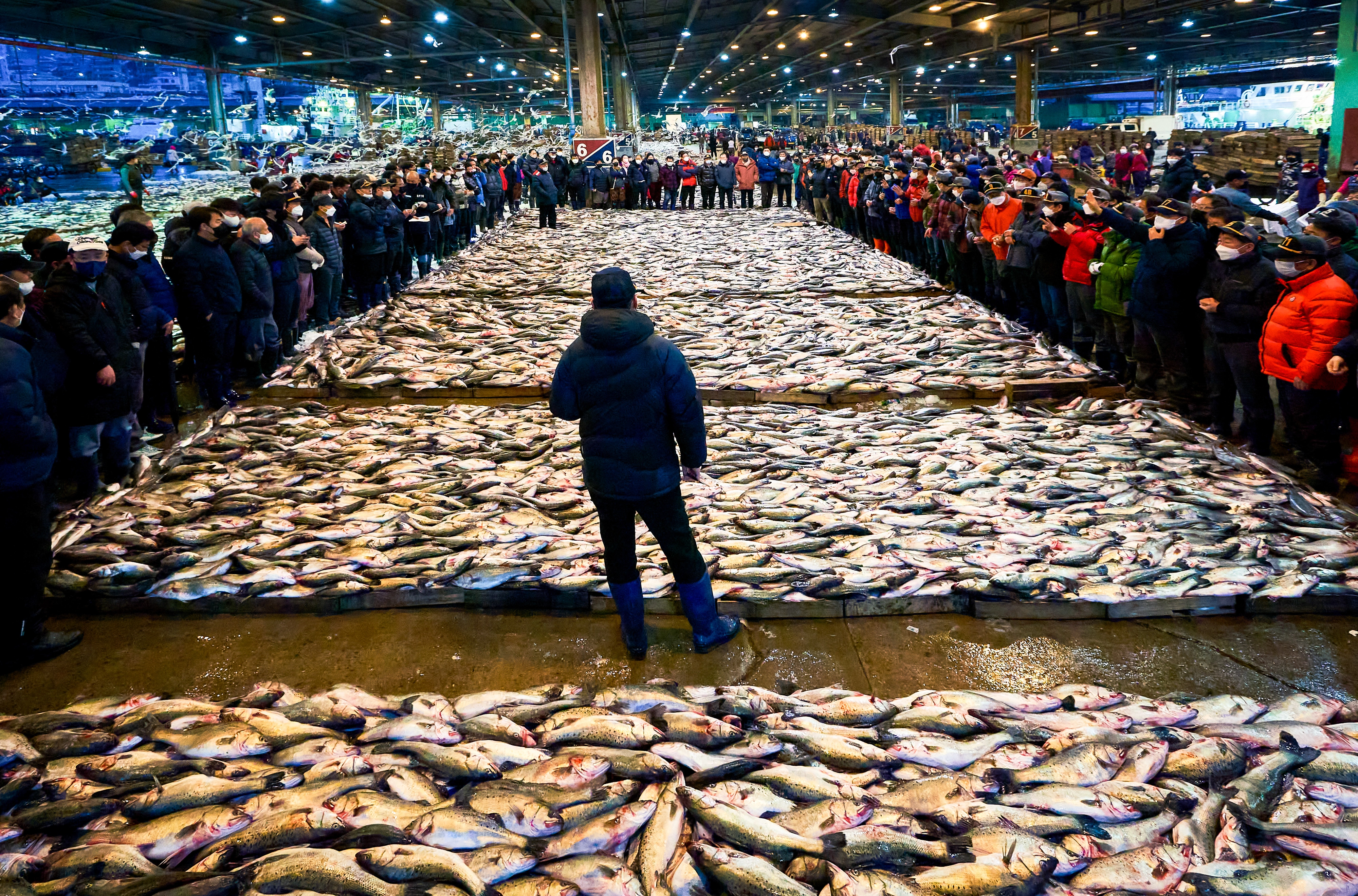 2023년 부산공동어시장 고등어 위판 모습. 나무상자에 담아 비위생적이라는 지적이 끊이지 않자 지난해 말 플라스틱 상자로 교체했다.
부산공동어시장 제공