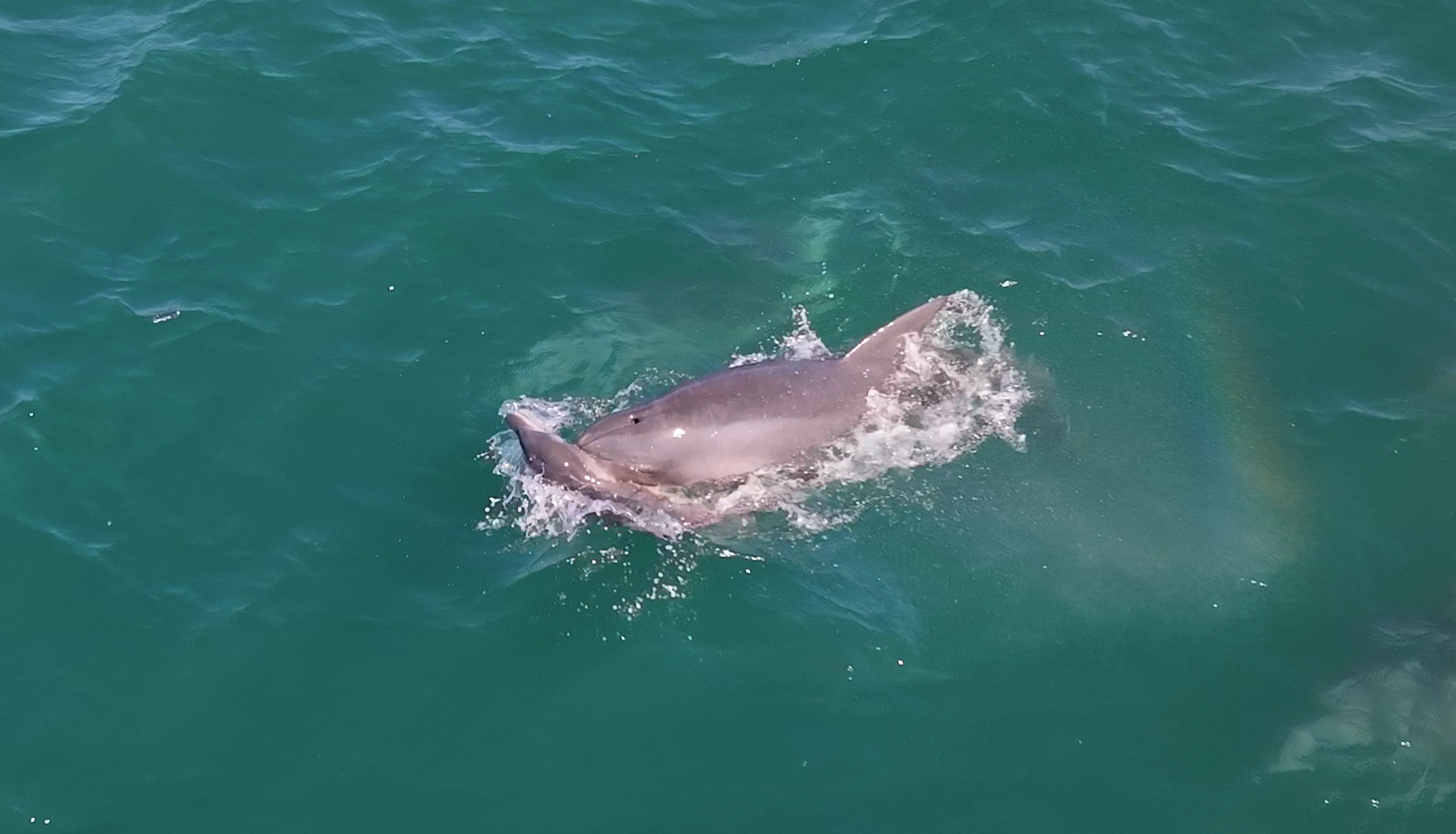 26일 토요일 오후 제주시 구좌읍 종달리 해상에서  죽은 새끼 남방큰돌고래를 어미가 들어 올리며 유영하는 모습이 포착돼 안타까움을 더하고 있다. 다큐제주·제주대학교 고래 해양생물보전연구센터 제공
