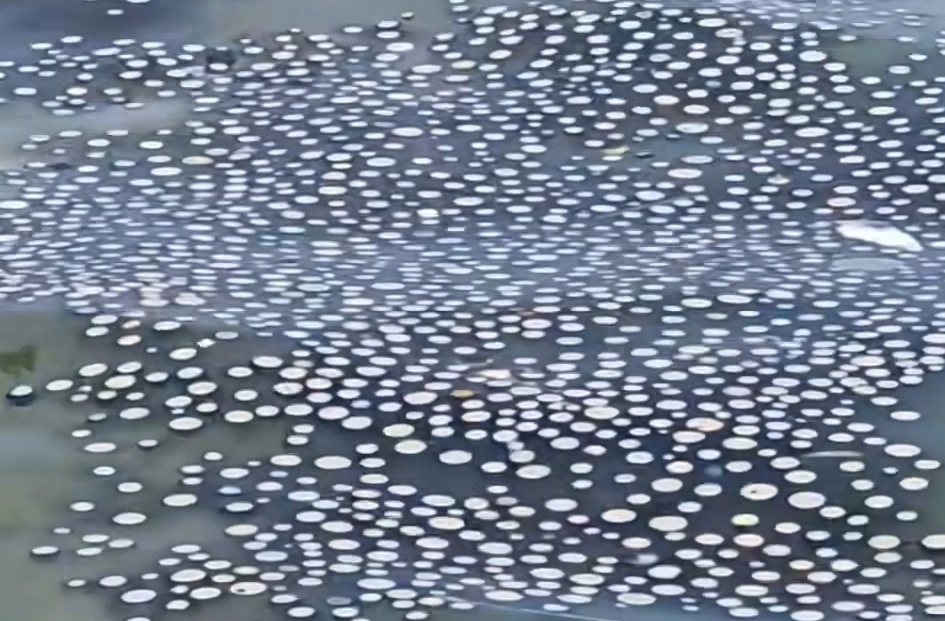 제주도 해수욕장에 해파리 떼가 출현해 눈길을 끌고 있다. 푸른색 곰팡이처럼 보이는 이 해파리의 정체는 ‘푸른우산관해파리’인 것으로 드러났다. 인스타그램 캡처