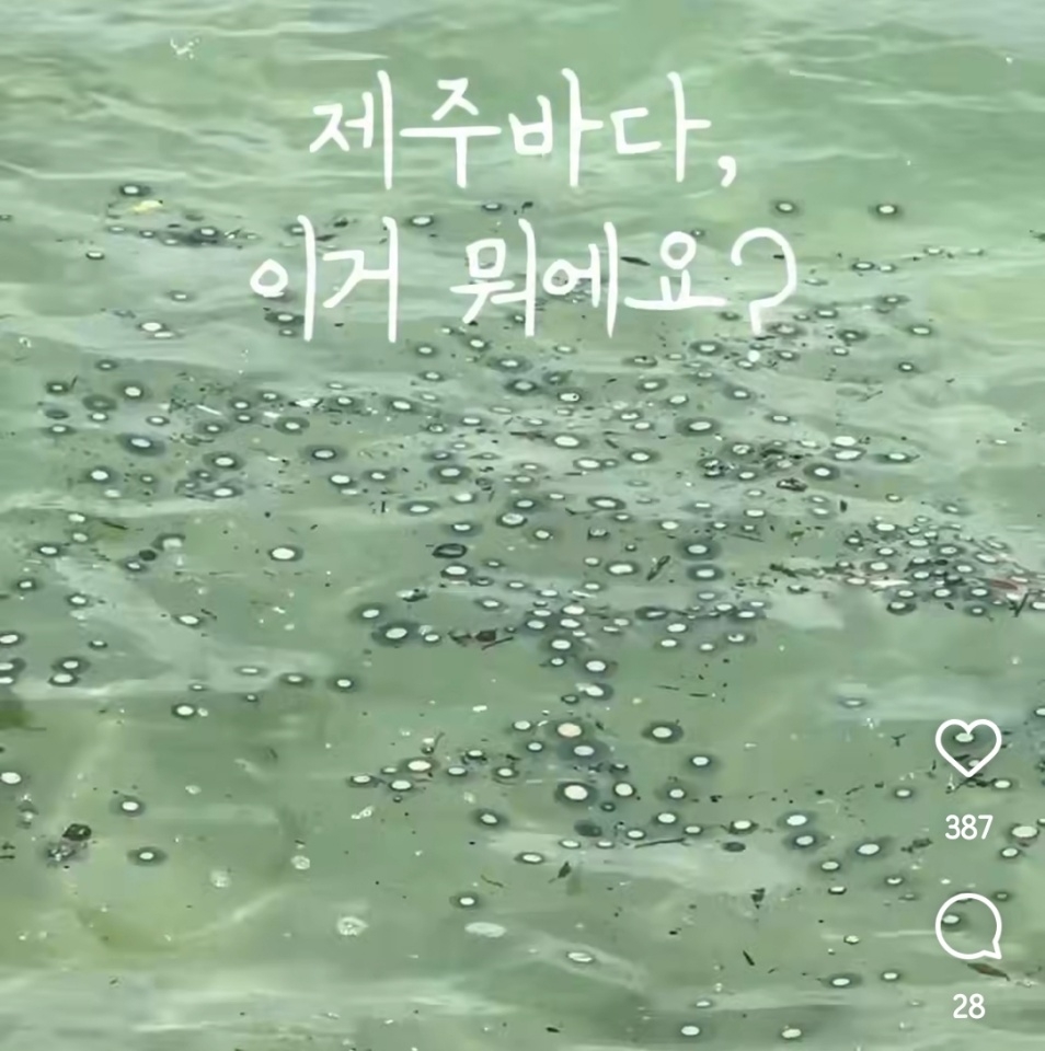 제주도 해수욕장에 해파리 떼가 출현해 눈길을 끌고 있다. 푸른색 곰팡이처럼 보이는 이 해파리의 정체는 ‘푸른우산관해파리’인 것으로 드러났다. 인스타그램 캡처