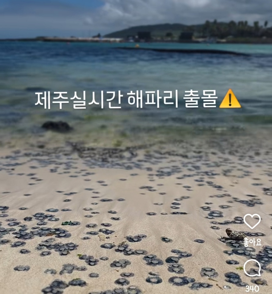 제주도 해수욕장에 해파리 떼가 출현해 눈길을 끌고 있다. 푸른색 곰팡이처럼 보이는 이 해파리의 정체는 ‘푸른우산관해파리’인 것으로 드러났다. 인스타그램 캡처