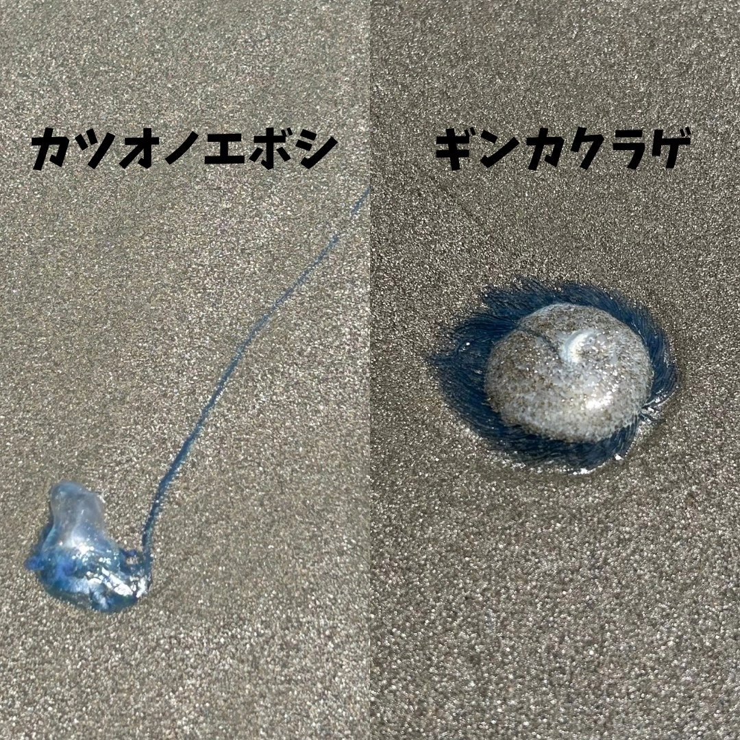 일본 미야자키현 미야자키시 해수욕장에서 발견된 독성이 매우 강한 작은부레관해파리(사진 왼쪽)와 푸른우산관해파리. 미야자키시 엑스(X) 캡처