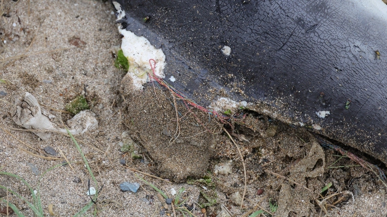 지난 1일 폐어구에 걸린 새끼돌고래가 싸늘한 주검으로 발견됐다. 다큐제주와 제주대학교 고래·해양생물보전연구센터 제공