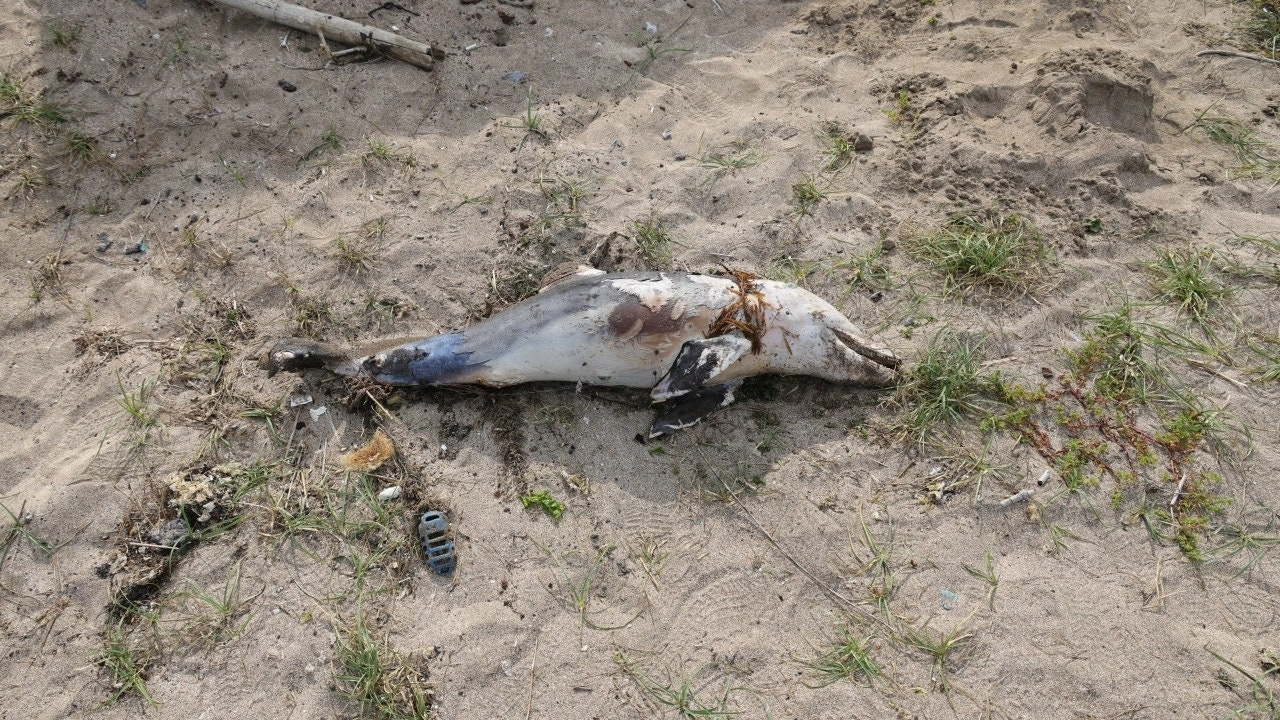다큐제주와 제주대학교 고래·해양생물보전연구센터 제공