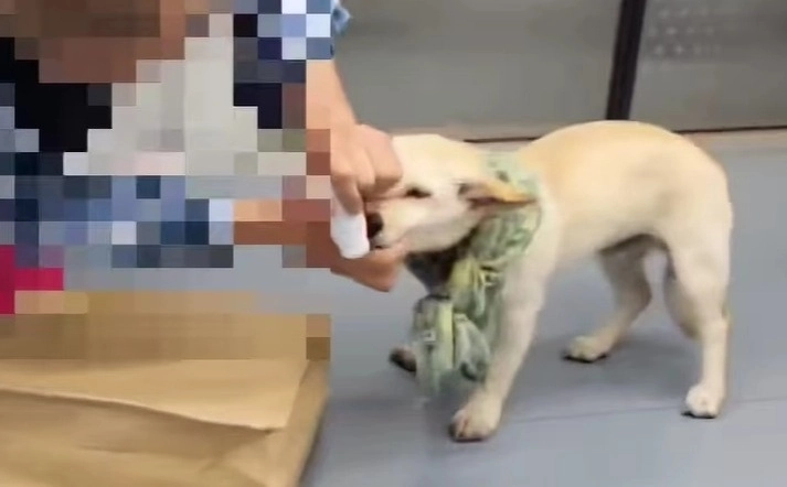 지하철에서 한 남성이 반려견의 온몸에 물파스를 바르는 모습이 포착돼 공분을 사고 있다. 인스타그램(@care_korea_official) 갈무리