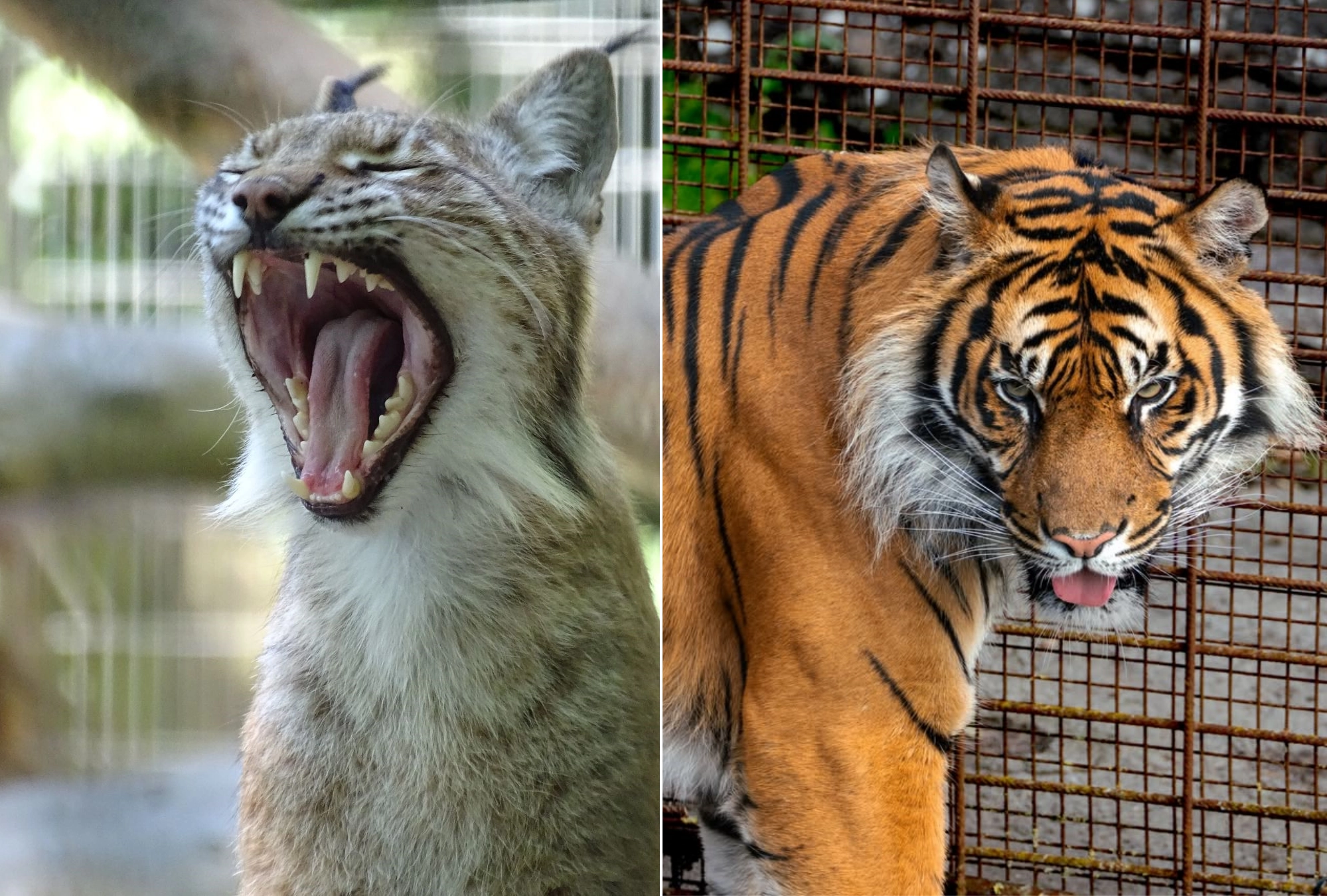 덴마크 올보르동물원이 최근 포식자에게 줄 먹이로 사용할 건강한 말이나 소형 애완동물을 기부해달라는 글을 공식 소셜미디어(SNS)에 올렸다. 사진은 올보르동물원의 유라시아스라소니와 호랑이. 올보르동물원 인스타그램 캡처