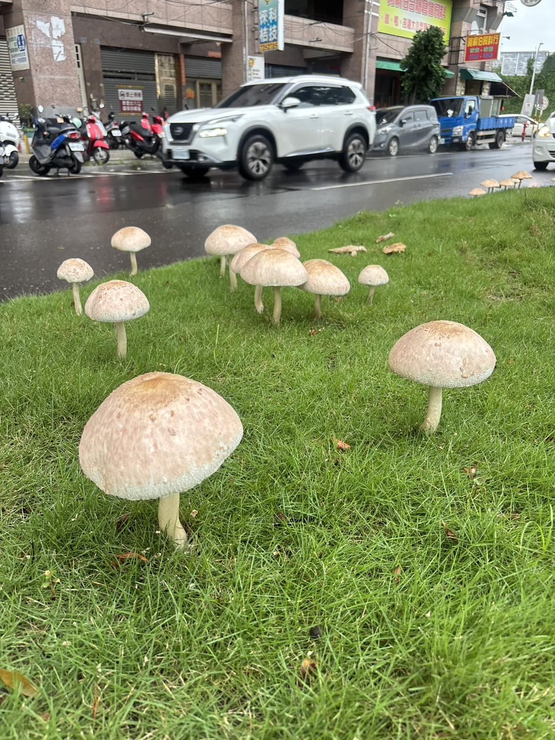 기록적인 폭우가 휩쓸고 간 대만 남부 가오슝 시내 한복판에 정체 불명의 버섯들이 모습을 드러냈다. 자료 : 페이스북