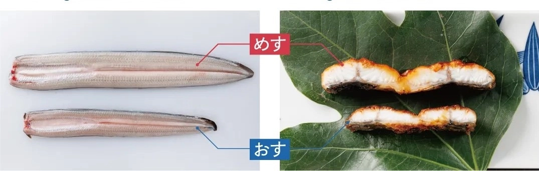 일본에서 ‘암컷 뱀장어’가 인기를 끌고 있다. 사진 위쪽이 암컷 뱀장어, 아래는 수컷 뱀장어. 암컷 뱀장어의 크기가 훨씬 큰 모습을 확인할 수 있다. 미카와잇시키 암컷뱀장어연구회 홈페이지 캡처