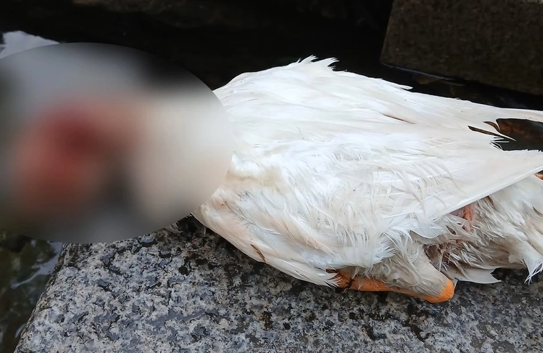 경기 안양시 삼성천에 살던 ‘오리 가족’ 중 한 마리 ‘이순이’가 둔기로 맞은 듯한 상처를 안고 지난 16일 숨을 거둔 채 발견됐다. 자료 : 유튜브 ‘오리엄마’