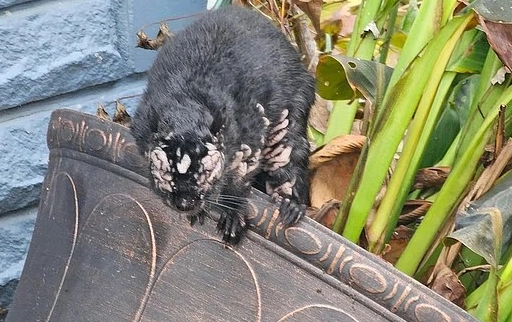 최근 미국과 캐나다에서 몸 전체가 종양으로 뒤덮인 회색 다람쥐들이 잇따라 발견되면서 온라인상에서 화제가 되고 있다. 레딧 캡처