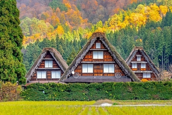[사진=시라카와고 전통 합장 가옥과 가을 풍경. (사진=한진관광)]